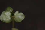 American golden saxifrage